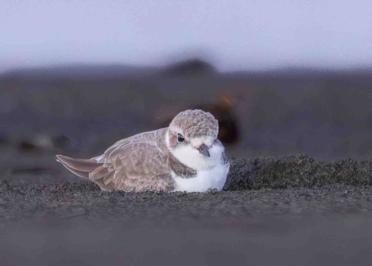 Snowy Plover - ML651229630