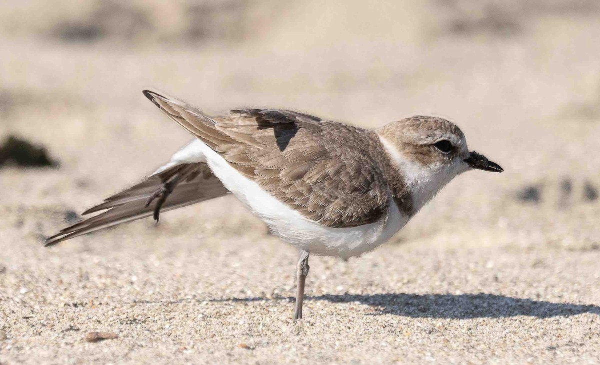 Snowy Plover - ML651229631