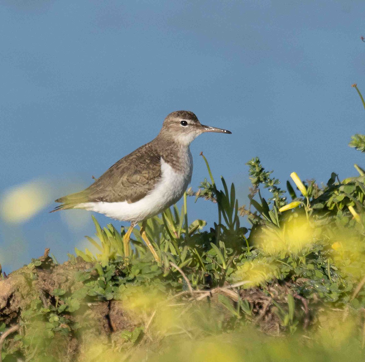 Spotted Sandpiper - ML651229647