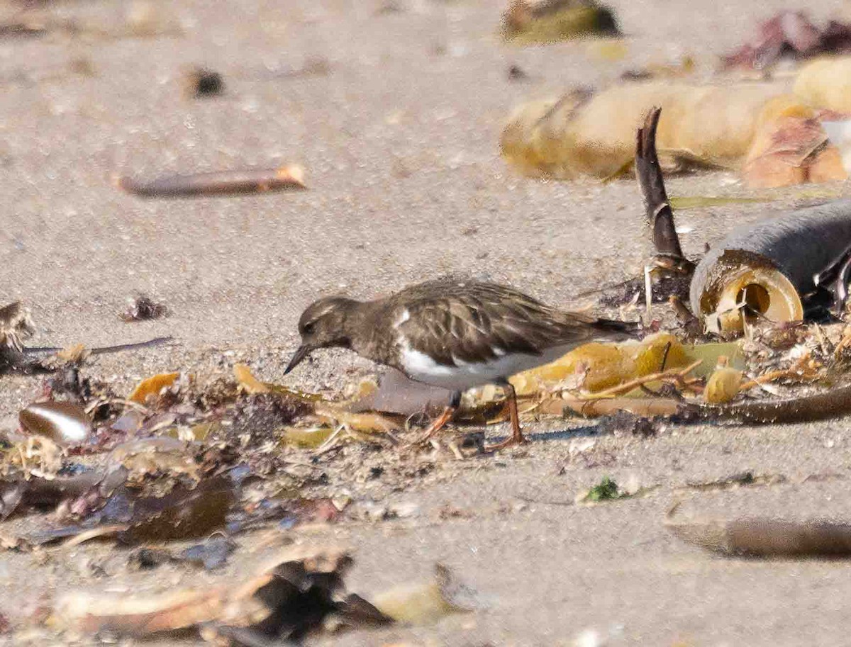 Black Turnstone - ML651229655