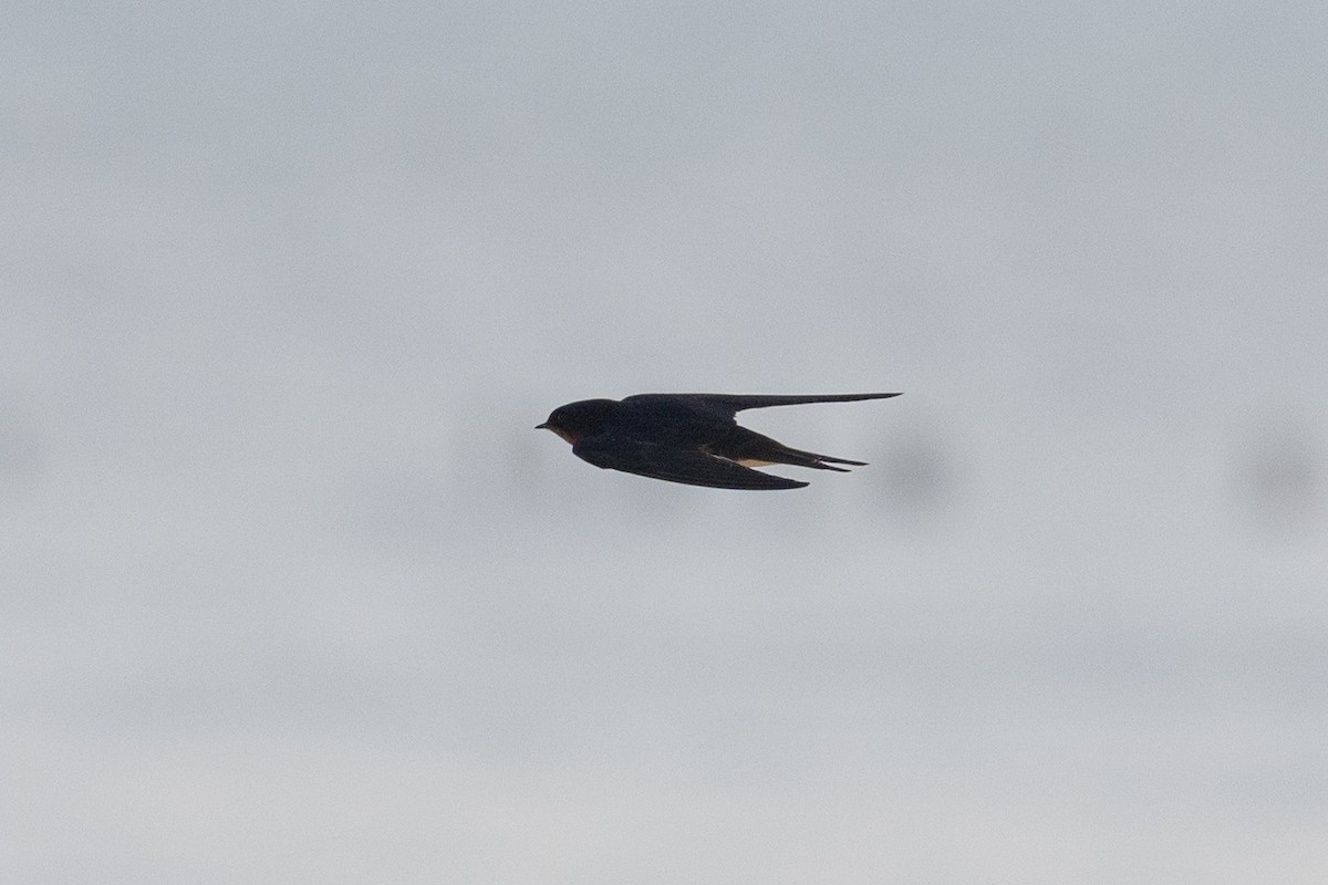 家燕 - ML651229671