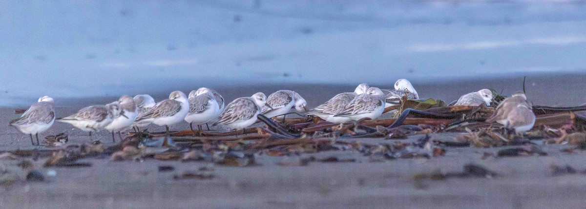 Sanderling - ML651229673