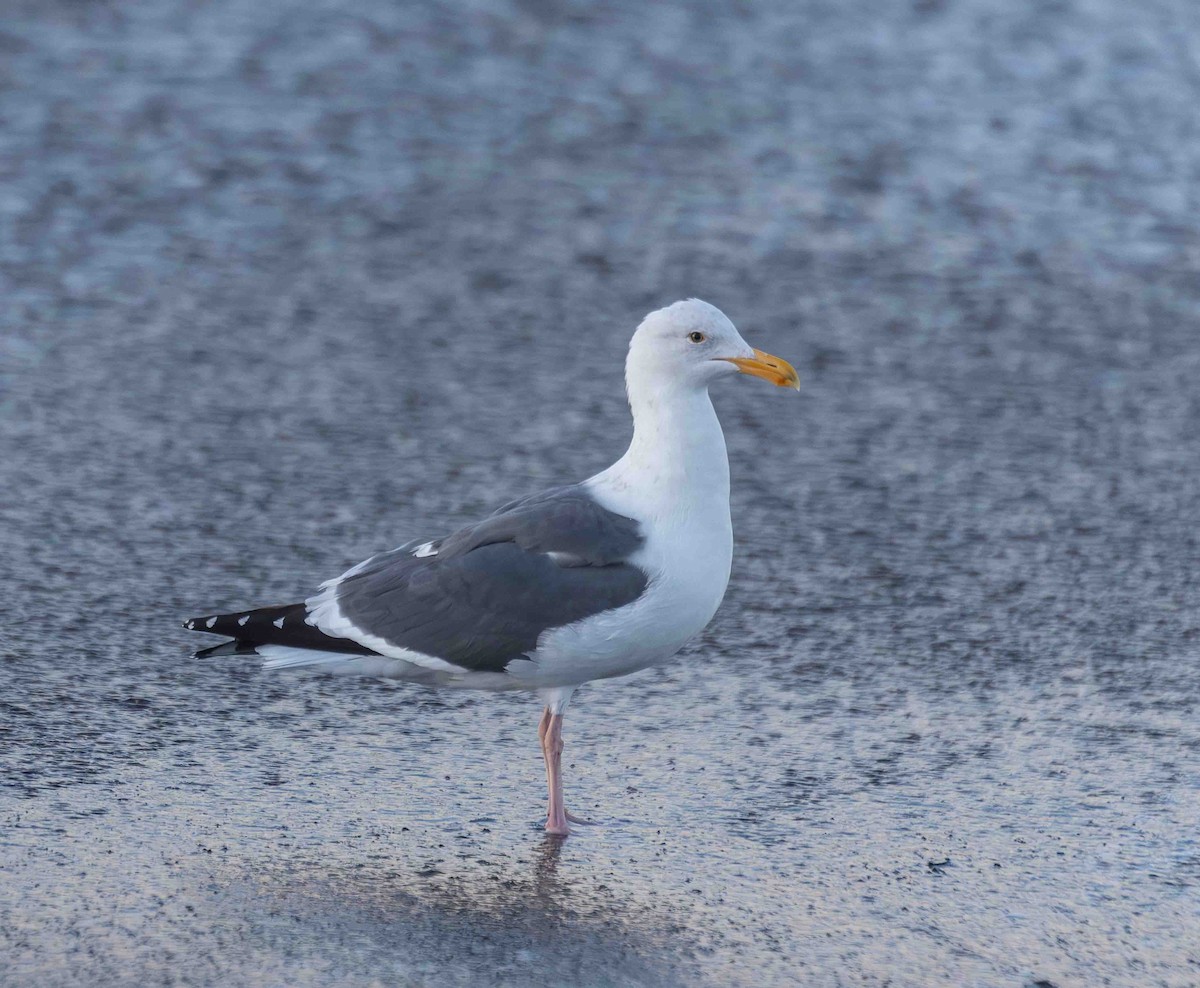 Western Gull - ML651229683