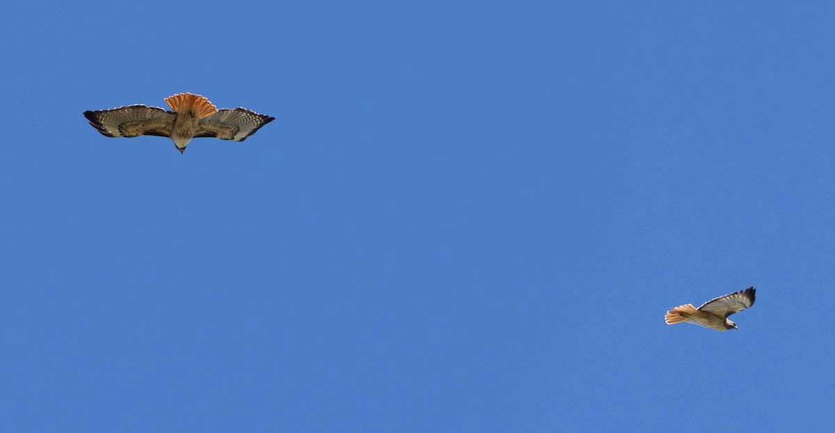 Red-tailed Hawk - ML651229708