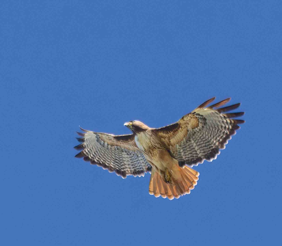 Red-tailed Hawk - ML651229709