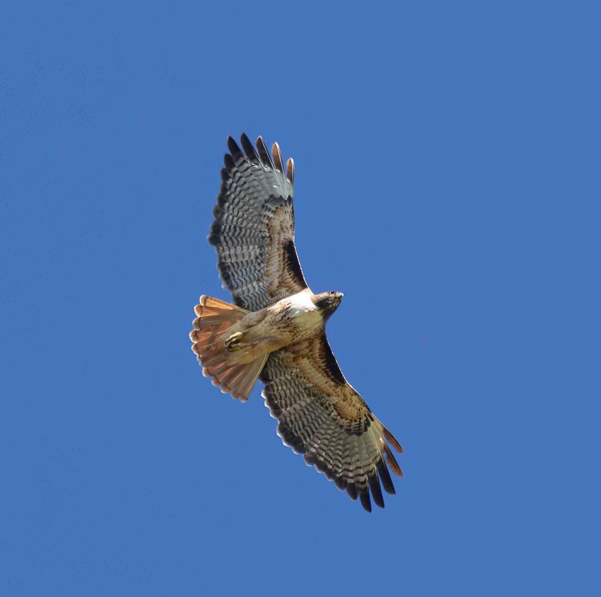 Red-tailed Hawk - ML651229710