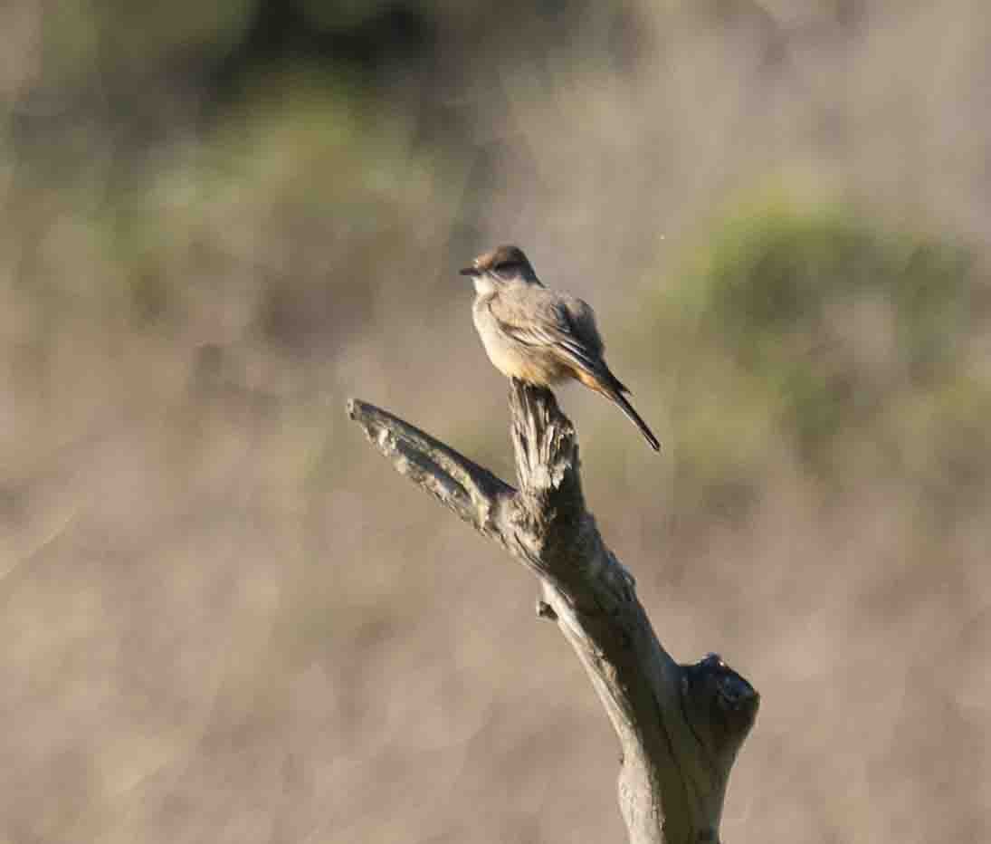 Say's Phoebe - ML651229732