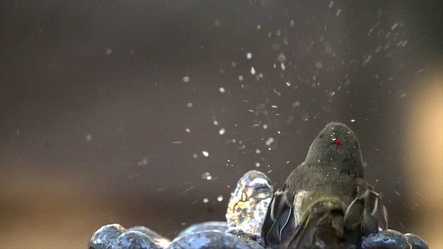 Ruby-crowned Kinglet - ML651229739