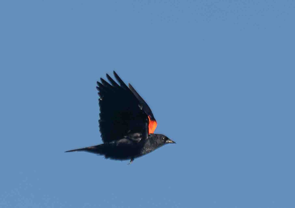 Red-winged Blackbird - ML651229752