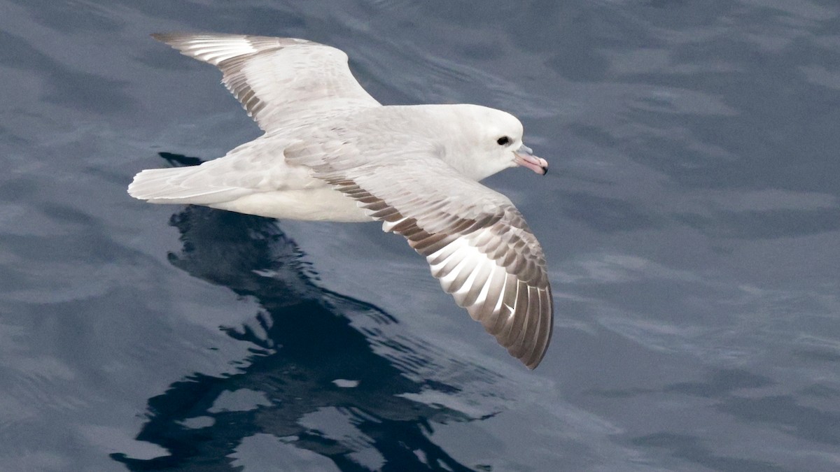Southern Fulmar - ML651229886