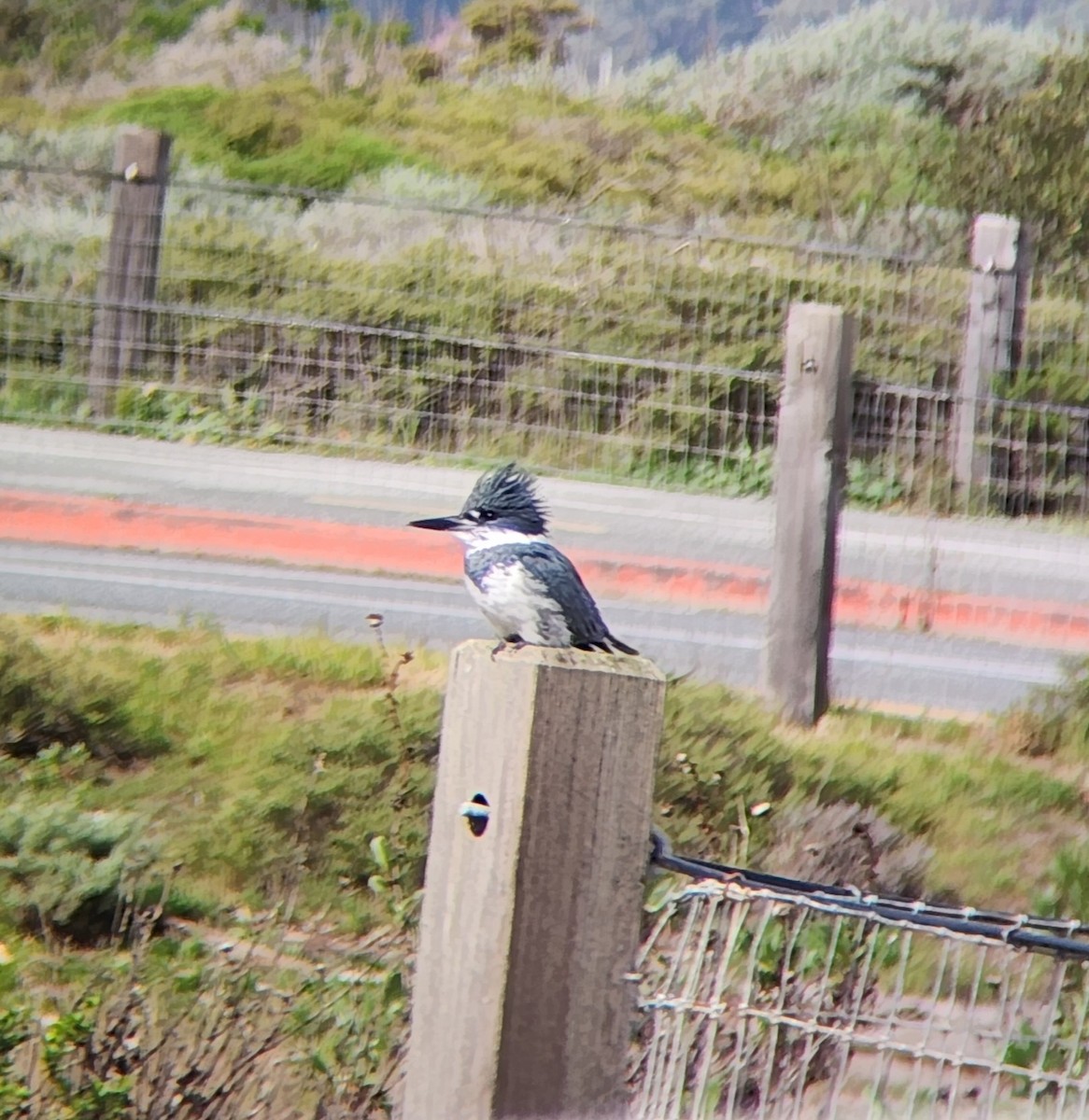 Опоясанный зимородок - ML651229905