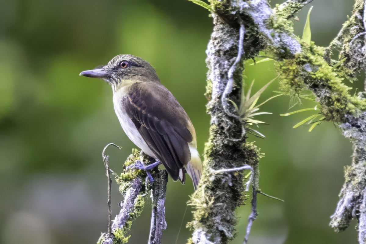 Bright-rumped Attila - ML651230308