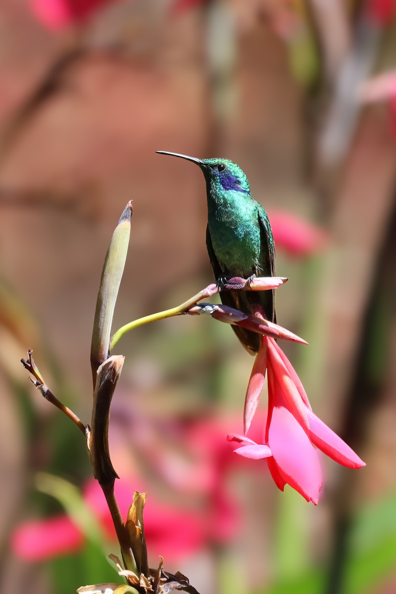 Lesser Violetear - ML651230313