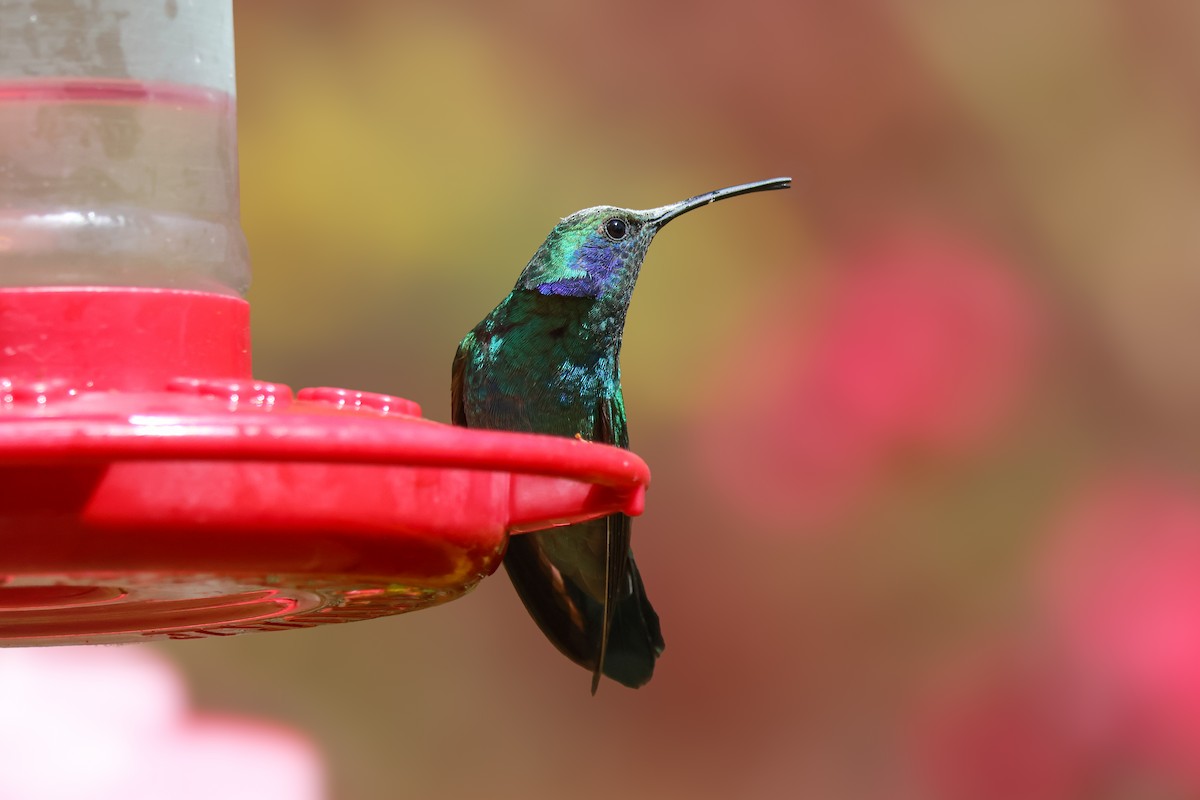 Lesser Violetear - ML651230314