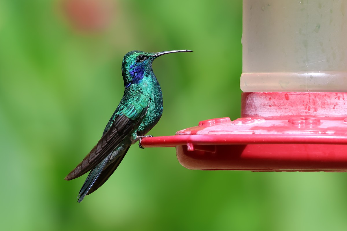 Lesser Violetear - ML651230315