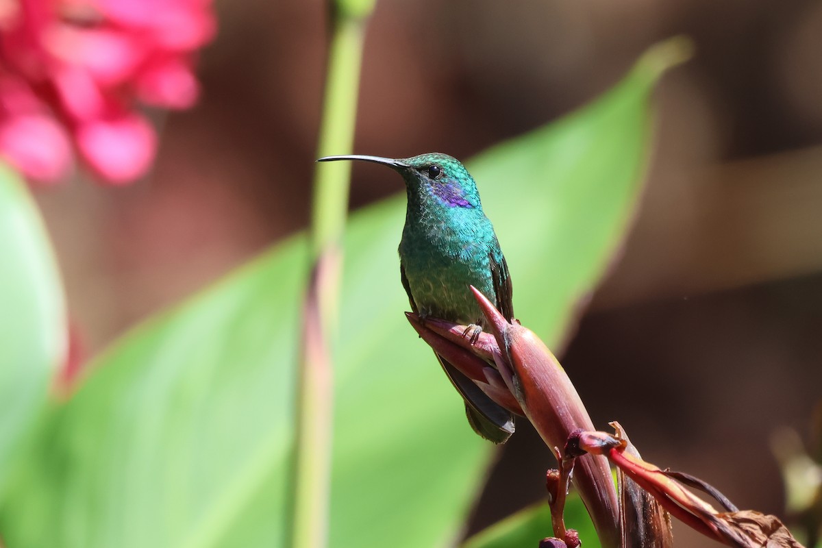 Lesser Violetear - ML651230316
