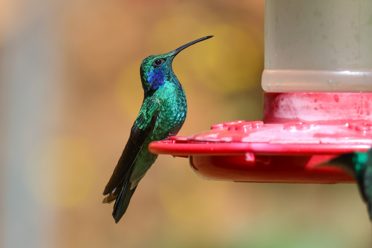 Lesser Violetear - ML651230317