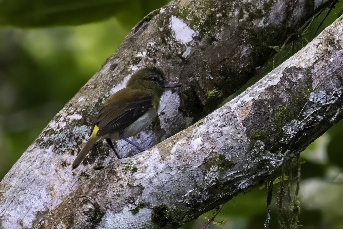 Bright-rumped Attila - ML651230321