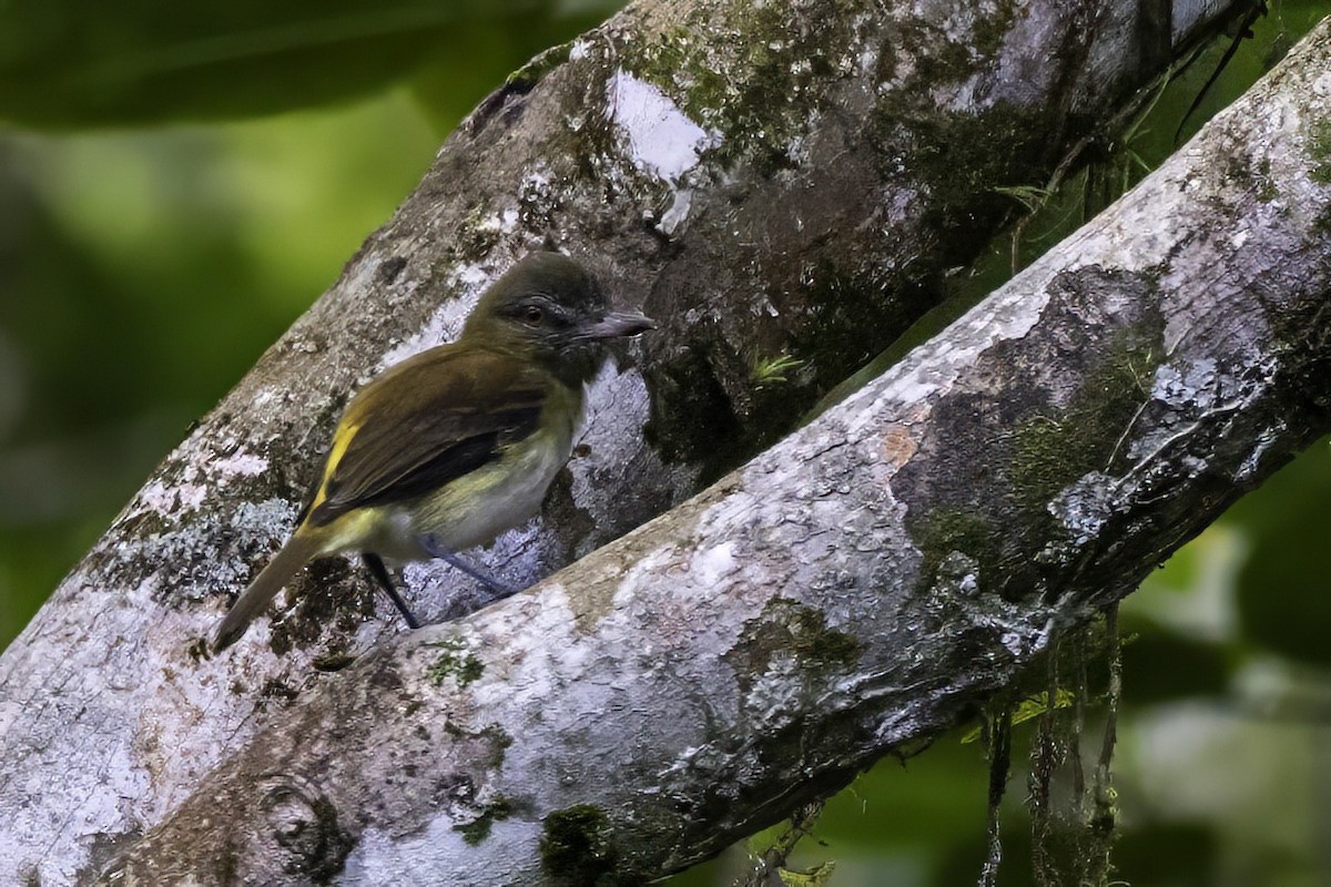 Bright-rumped Attila - ML651230326