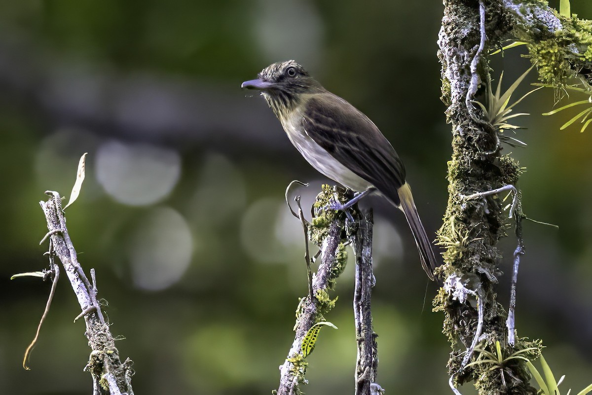 Bright-rumped Attila - ML651230329