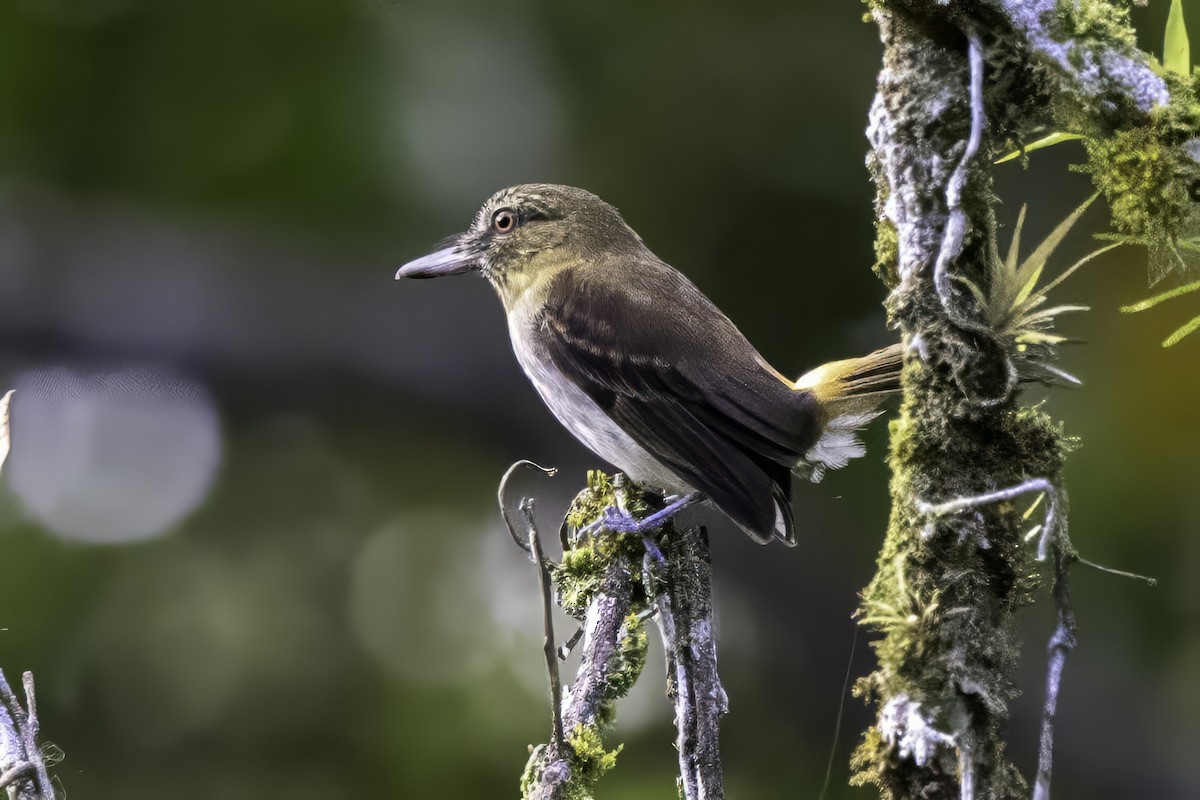 Bright-rumped Attila - ML651230331