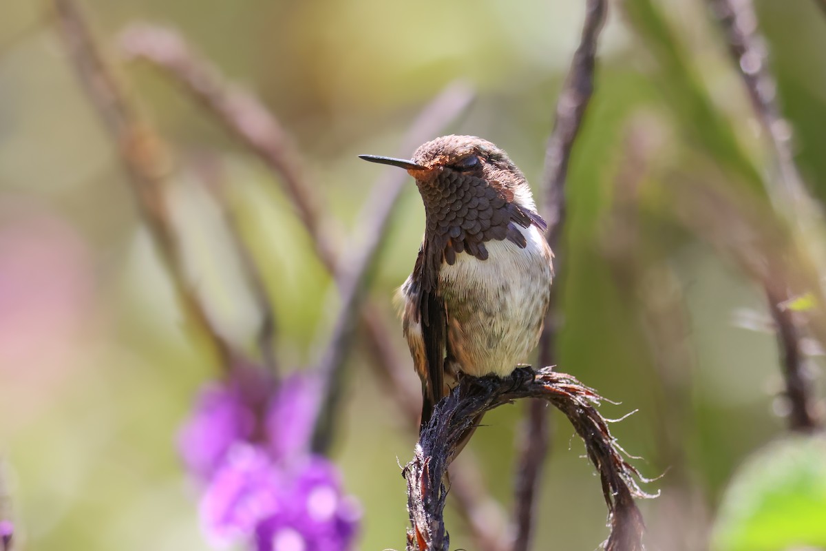 Volcano Hummingbird - ML651230336