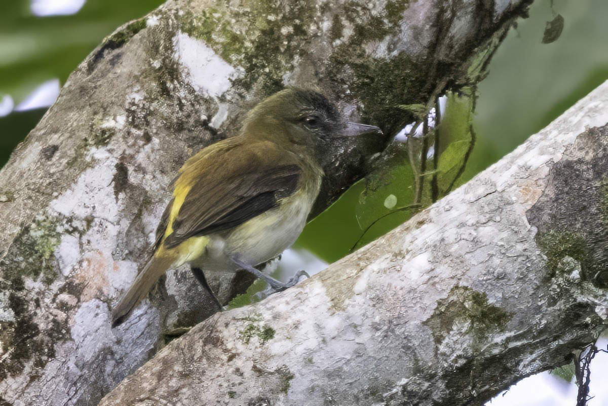 Bright-rumped Attila - ML651230339