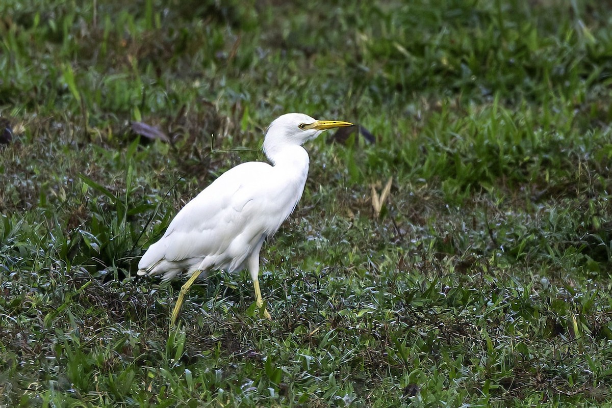 Western Cattle-Egret - ML651230346