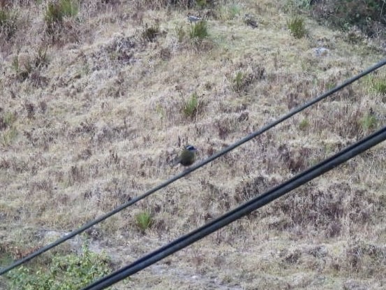 Sooty-capped Chlorospingus - ML651230347