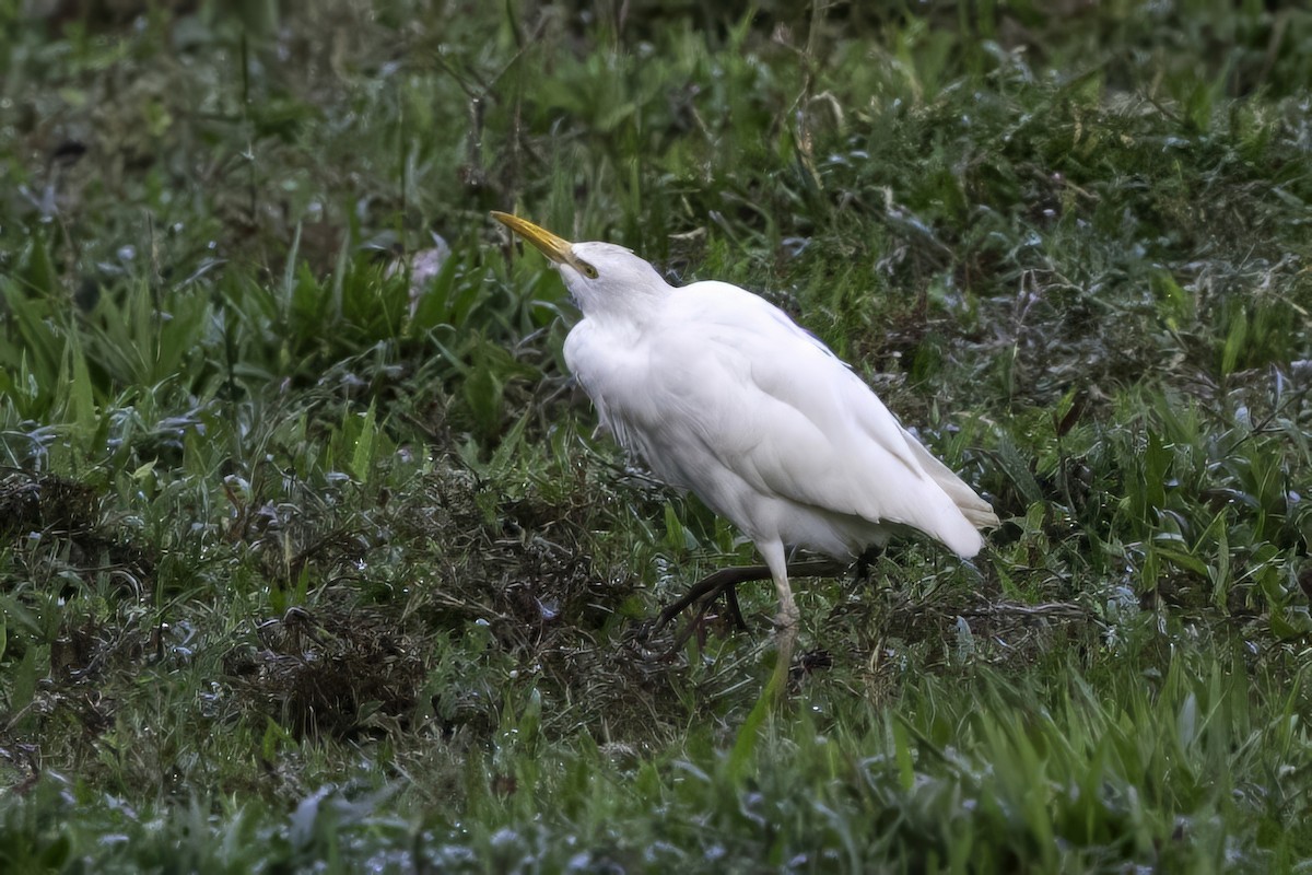Western Cattle-Egret - ML651230350