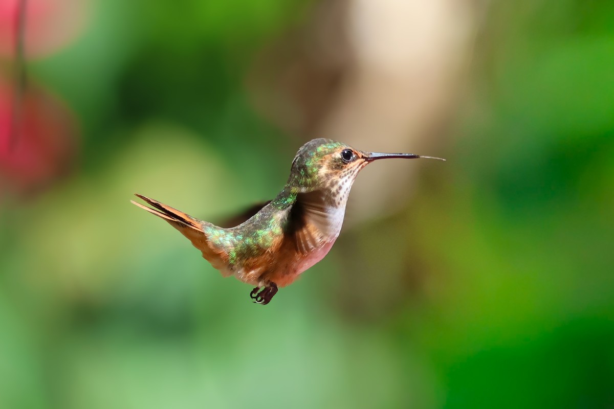 Scintillant Hummingbird - ML651230360