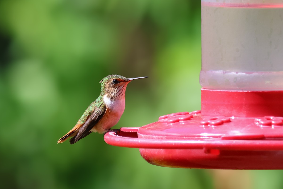 Scintillant Hummingbird - ML651230361