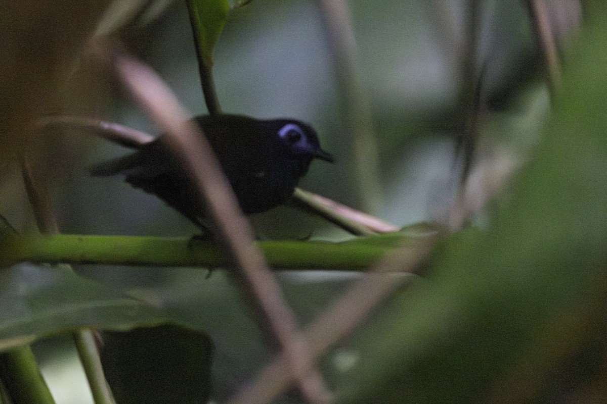 Chestnut-backed Antbird - ML651230363