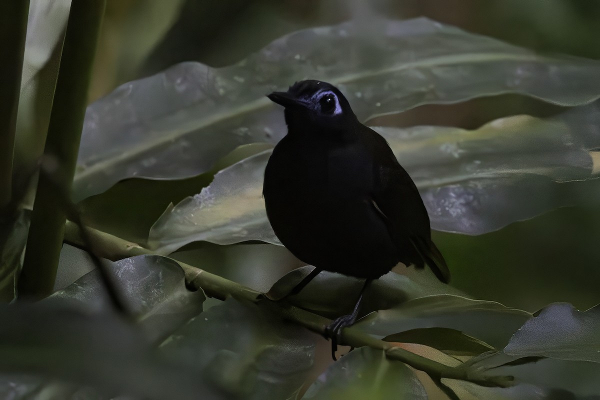 Chestnut-backed Antbird - ML651230367