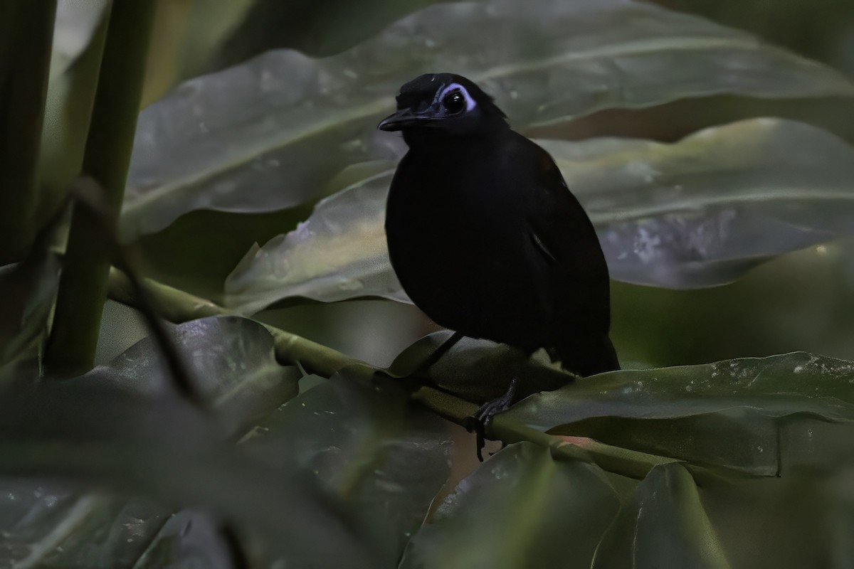 Chestnut-backed Antbird - ML651230371