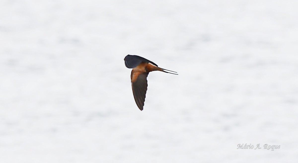 家燕 - ML651230379