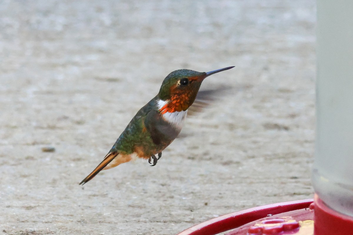 Scintillant Hummingbird - ML651230382