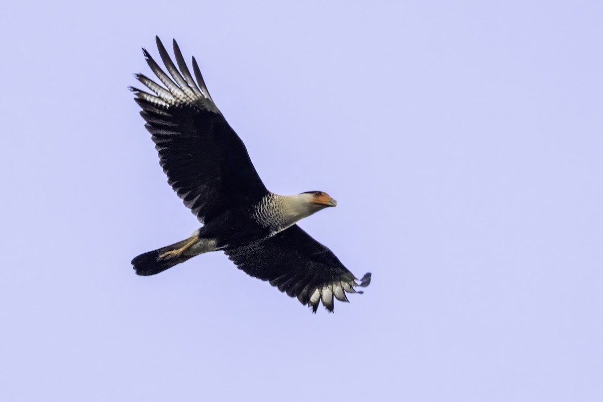 Crested Caracara - ML651230383