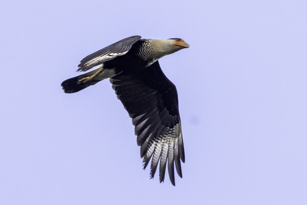 Crested Caracara - ML651230384