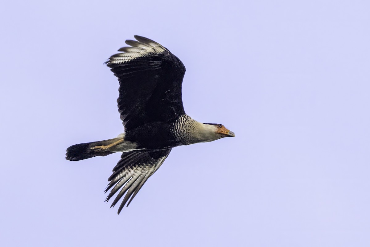 Crested Caracara - ML651230390