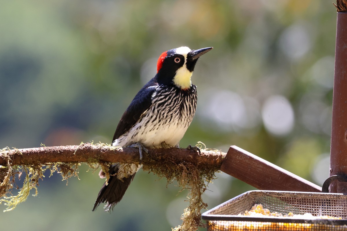 Acorn Woodpecker - ML651230395