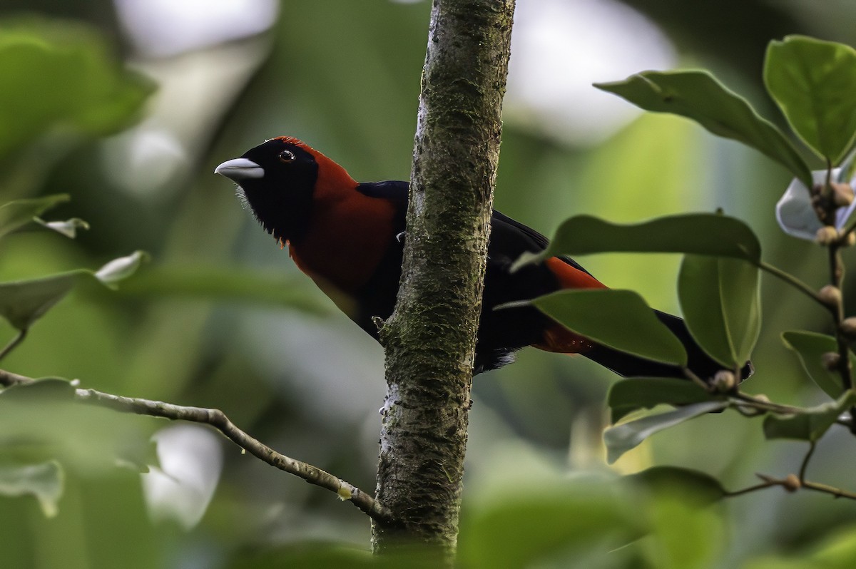 Crimson-collared Tanager - ML651230405
