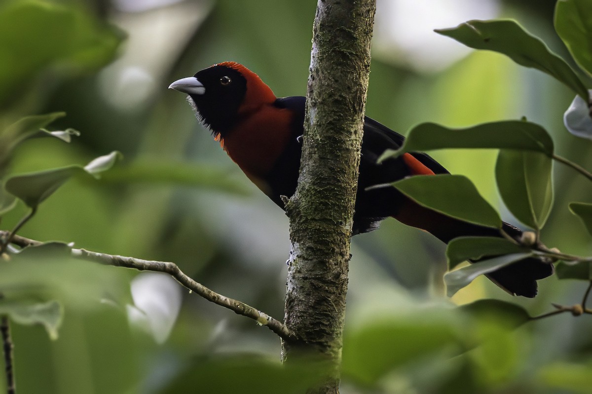 Crimson-collared Tanager - ML651230410