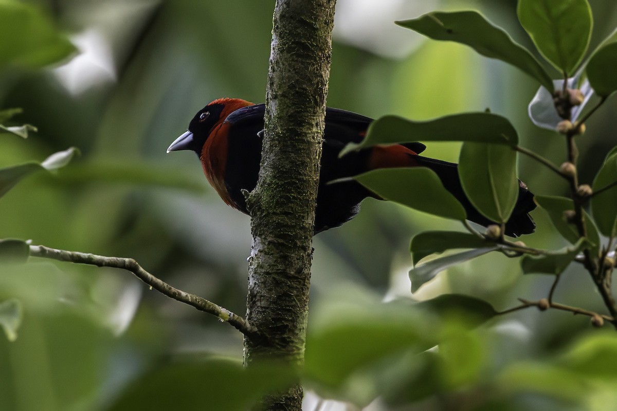 Crimson-collared Tanager - ML651230416