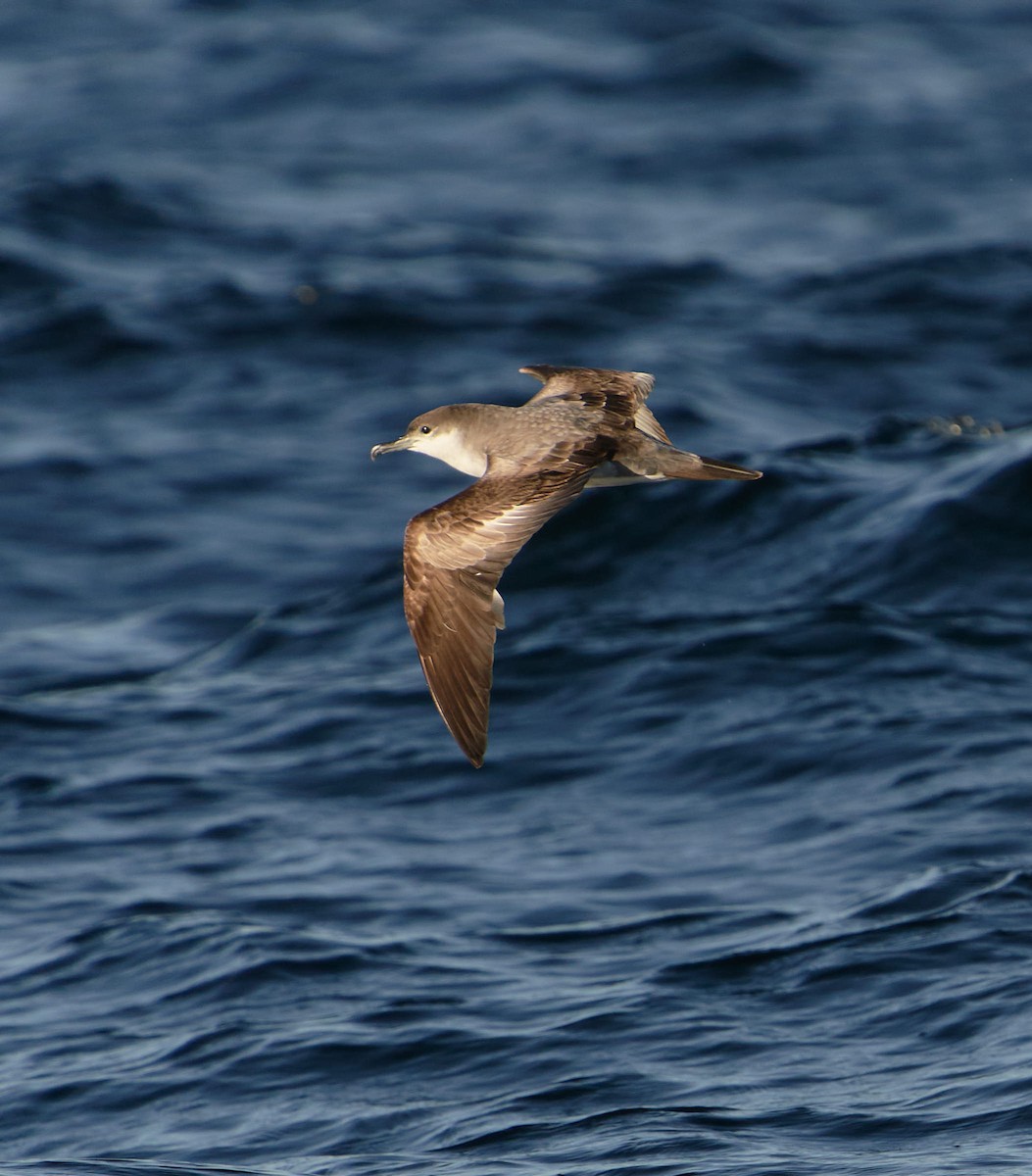 Puffin de Buller - ML651230676