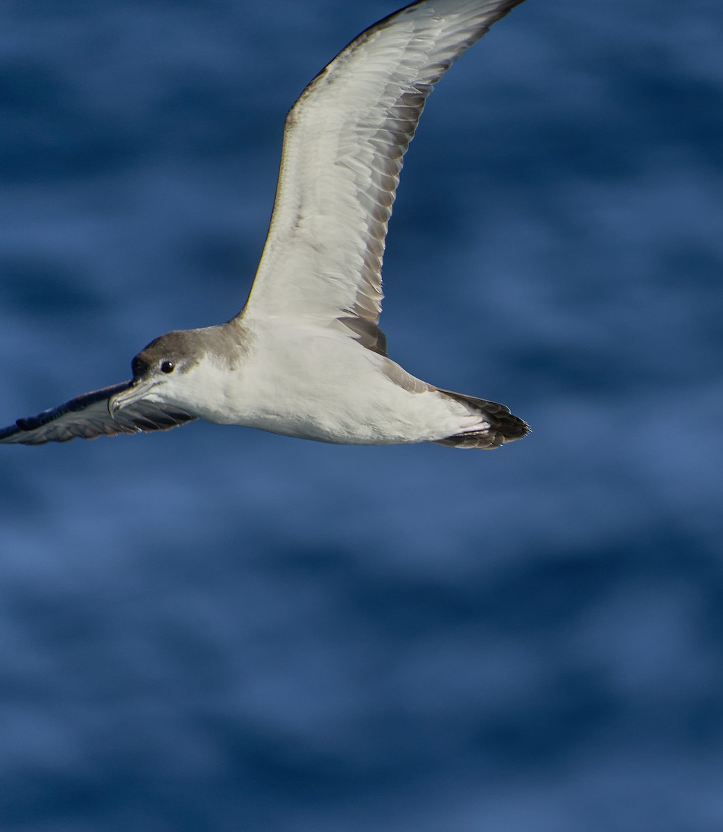 Puffin de Buller - ML651230677