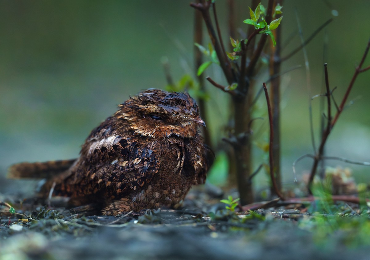 Chuck-will's-widow - ML651230795