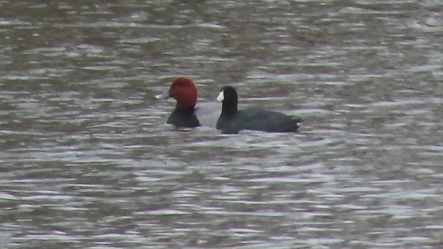 American Coot - ML651230844