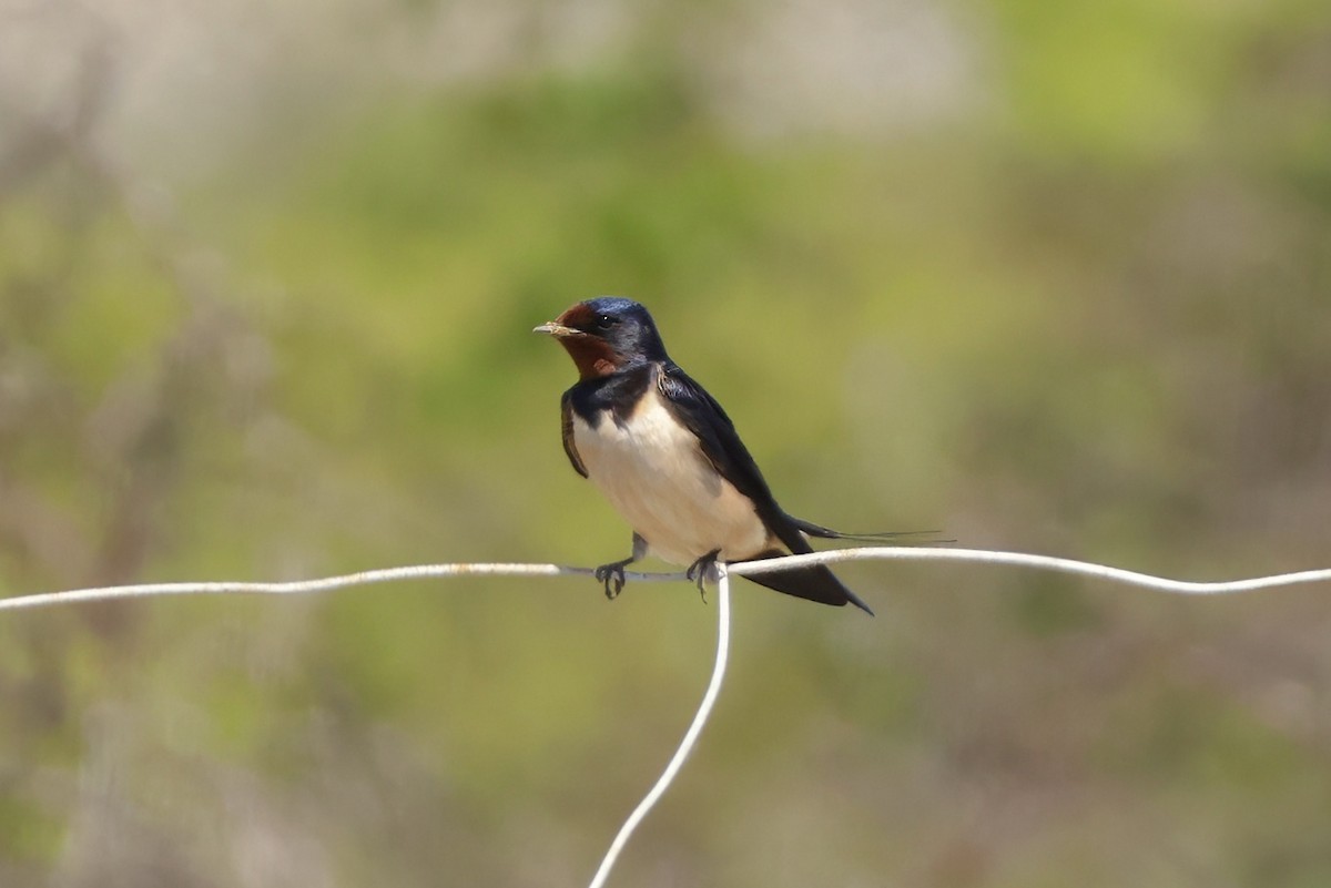 家燕 - ML651231429