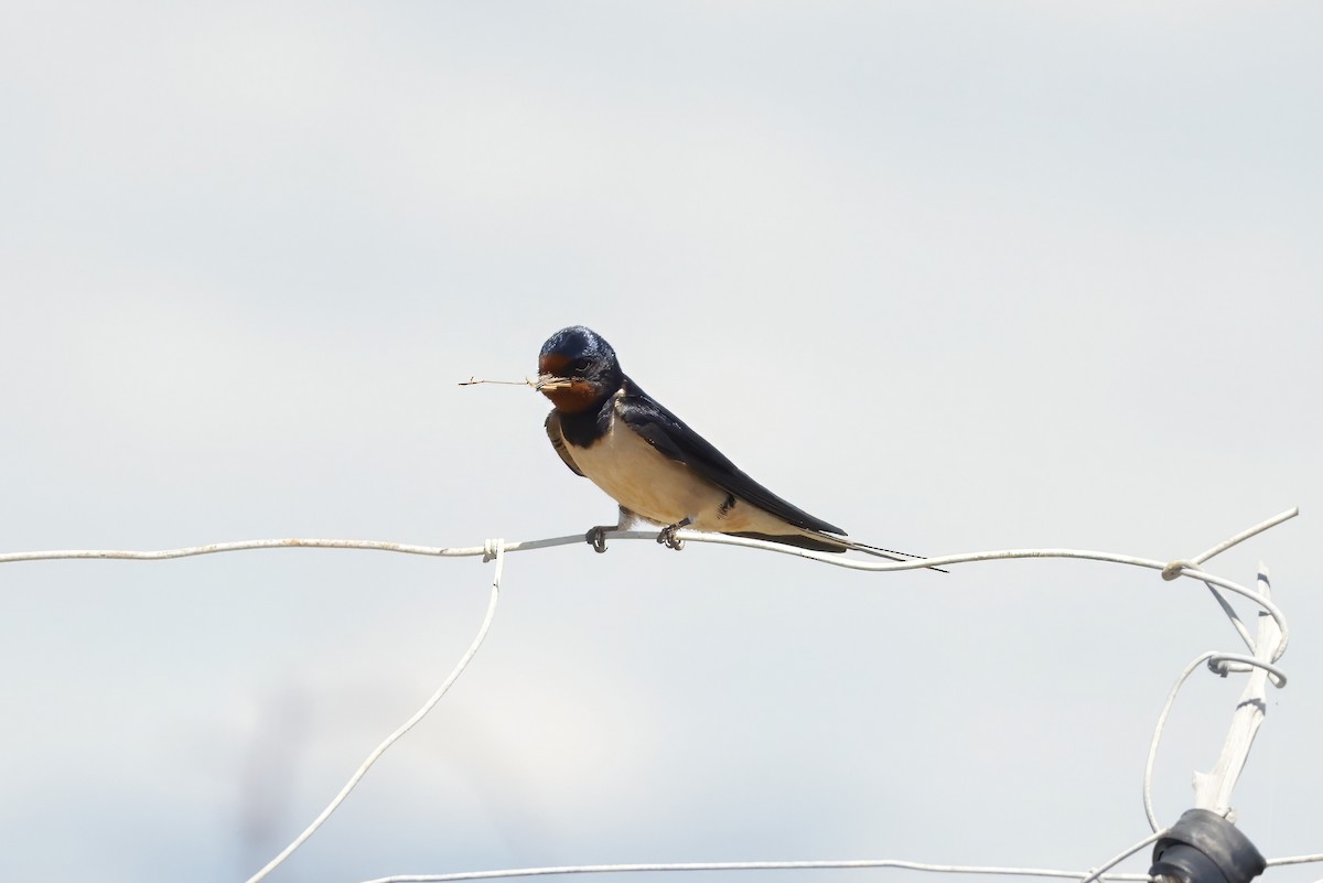 家燕 - ML651231431